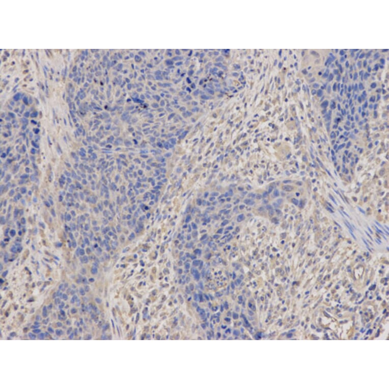 Anti-DNM1L Antibody from Bioworld Technology (BS7390) - Antibodies.com