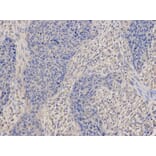 Anti-DNM1L Antibody from Bioworld Technology (BS7390) - Antibodies.com