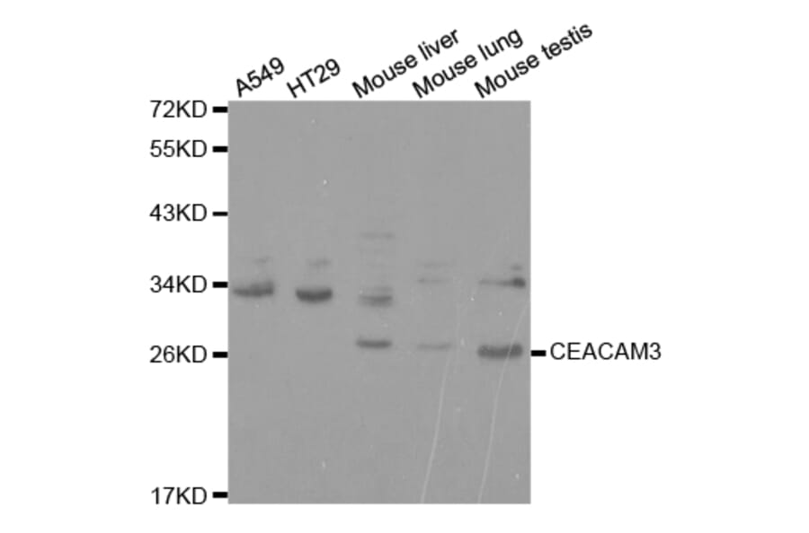 Anti-CEACAM3 Antibody from Bioworld Technology (BS7392) - Antibodies.com