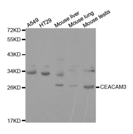 Anti-CEACAM3 Antibody from Bioworld Technology (BS7392) - Antibodies.com