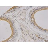 Anti-CEACAM3 Antibody from Bioworld Technology (BS7392) - Antibodies.com