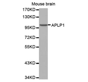 Anti-APLP1 Antibody from Bioworld Technology (BS7396) - Antibodies.com