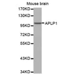 Anti-APLP1 Antibody from Bioworld Technology (BS7396) - Antibodies.com