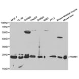 Anti-PSMB1 Antibody from Bioworld Technology (BS7397) - Antibodies.com