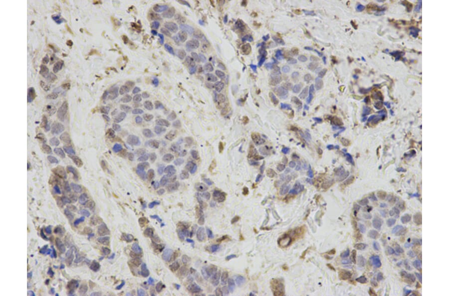 Anti-PSMB1 Antibody from Bioworld Technology (BS7397) - Antibodies.com