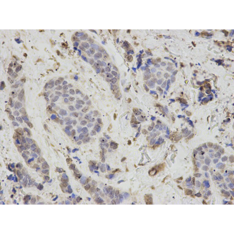 Anti-PSMB1 Antibody from Bioworld Technology (BS7397) - Antibodies.com