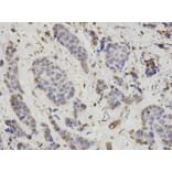 Anti-PSMB1 Antibody from Bioworld Technology (BS7397) - Antibodies.com