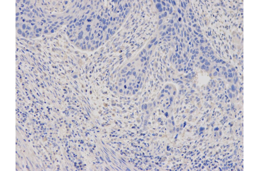 Anti-FTL Antibody from Bioworld Technology (BS7403) - Antibodies.com