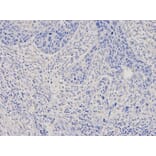 Anti-FTL Antibody from Bioworld Technology (BS7403) - Antibodies.com