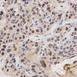 Anti-KPNA4 Antibody from Bioworld Technology (BS7413) - Antibodies.com