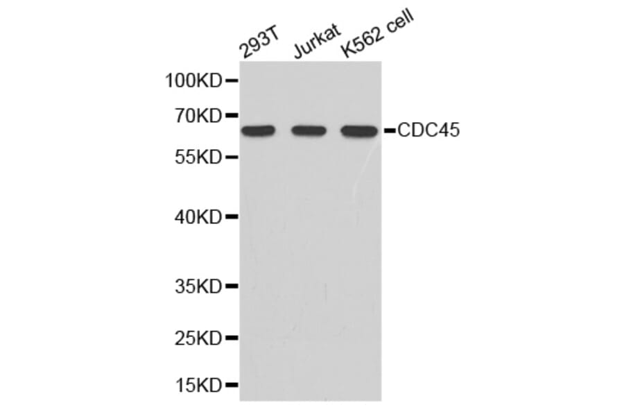 Anti-cdc45 Antibody from Bioworld Technology (BS7415) - Antibodies.com