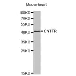 Anti-CNTFR Antibody from Bioworld Technology (BS7424) - Antibodies.com