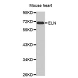 Anti-ELN Antibody from Bioworld Technology (BS7427) - Antibodies.com