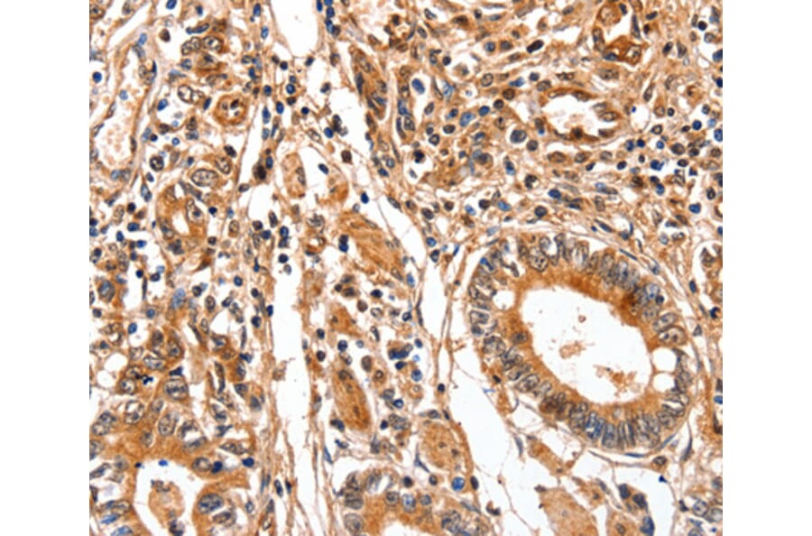 Anti-FABP7 Antibody from Bioworld Technology (BS7428) - Antibodies.com