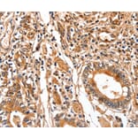 Anti-FABP7 Antibody from Bioworld Technology (BS7428) - Antibodies.com