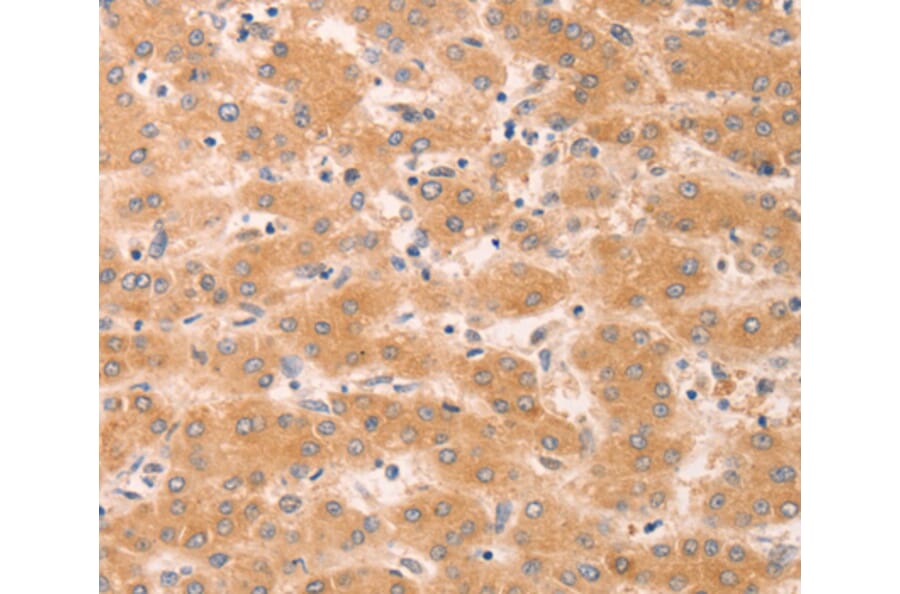 Anti-GNA11 Antibody from Bioworld Technology (BS7429) - Antibodies.com