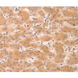 Anti-GNA11 Antibody from Bioworld Technology (BS7429) - Antibodies.com