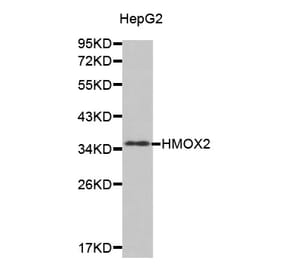 Anti-HMOX2 Antibody from Bioworld Technology (BS7432) - Antibodies.com