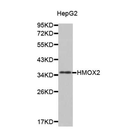 Anti-HMOX2 Antibody from Bioworld Technology (BS7432) - Antibodies.com