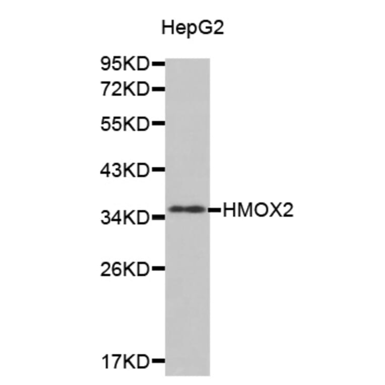 Anti-HMOX2 Antibody from Bioworld Technology (BS7432) - Antibodies.com