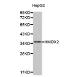 Anti-HMOX2 Antibody from Bioworld Technology (BS7432) - Antibodies.com