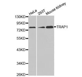 Anti-TRAP1 Antibody from Bioworld Technology (BS7433) - Antibodies.com