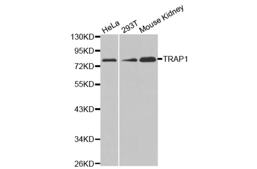 Anti-TRAP1 Antibody from Bioworld Technology (BS7433) - Antibodies.com