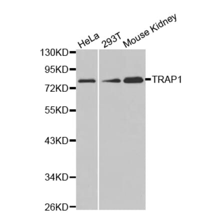 Anti-TRAP1 Antibody from Bioworld Technology (BS7433) - Antibodies.com