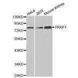 Anti-TRAP1 Antibody from Bioworld Technology (BS7433) - Antibodies.com