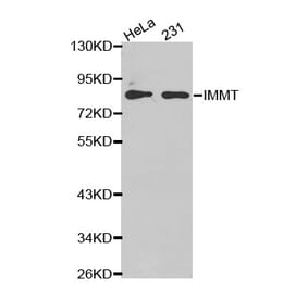 Anti-IMMT Antibody from Bioworld Technology (BS7434) - Antibodies.com