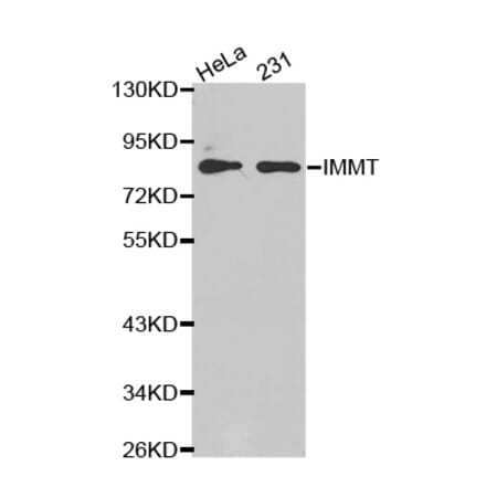 Anti-IMMT Antibody from Bioworld Technology (BS7434) - Antibodies.com