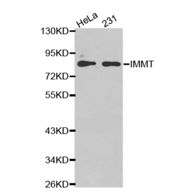 Anti-IMMT Antibody from Bioworld Technology (BS7434) - Antibodies.com