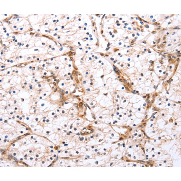 Anti-PDCD10 Antibody from Bioworld Technology (BS7439) - Antibodies.com