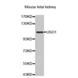 Anti-USO1 Antibody from Bioworld Technology (BS7441) - Antibodies.com