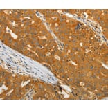 Anti-USO1 Antibody from Bioworld Technology (BS7441) - Antibodies.com