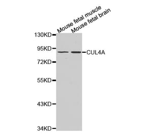 Anti-CUL4A Antibody from Bioworld Technology (BS7446) - Antibodies.com