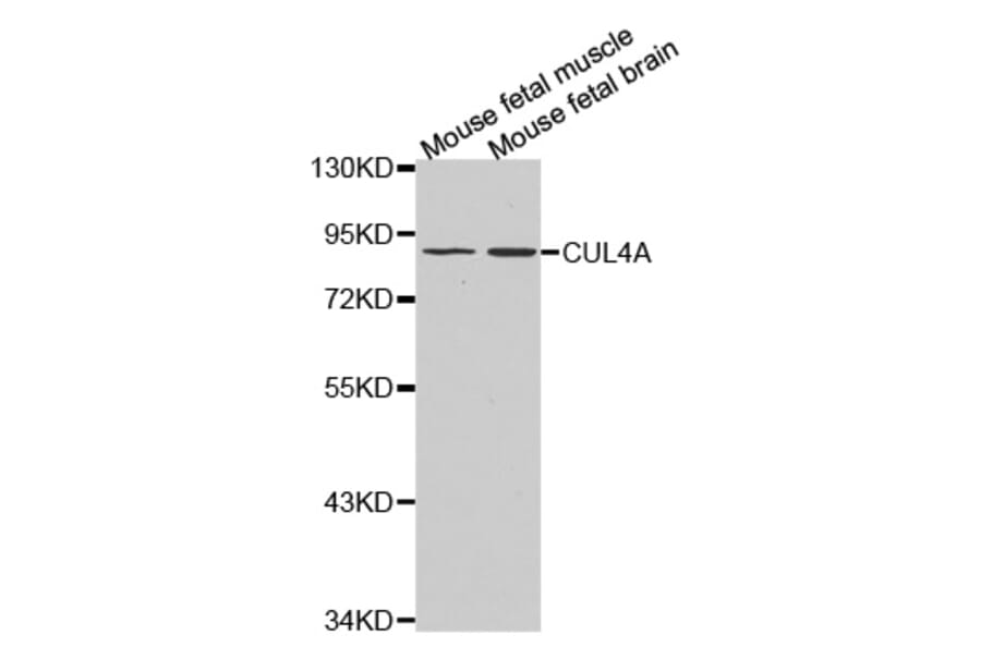Anti-CUL4A Antibody from Bioworld Technology (BS7446) - Antibodies.com