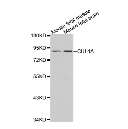 Anti-CUL4A Antibody from Bioworld Technology (BS7446) - Antibodies.com