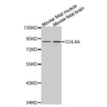 Anti-CUL4A Antibody from Bioworld Technology (BS7446) - Antibodies.com