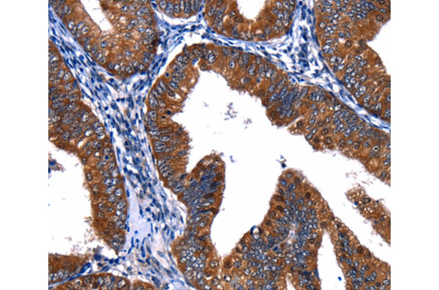 Anti-CUL4A Antibody from Bioworld Technology (BS7446) - Antibodies.com