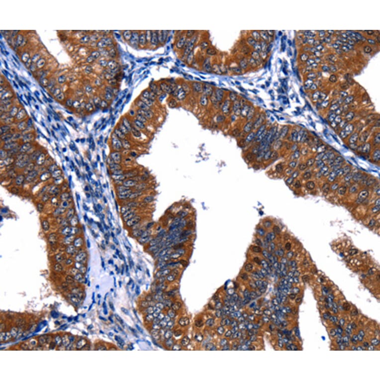 Anti-CUL4A Antibody from Bioworld Technology (BS7446) - Antibodies.com