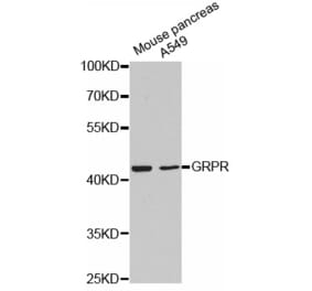 Anti-GRPR Antibody from Bioworld Technology (BS7454) - Antibodies.com