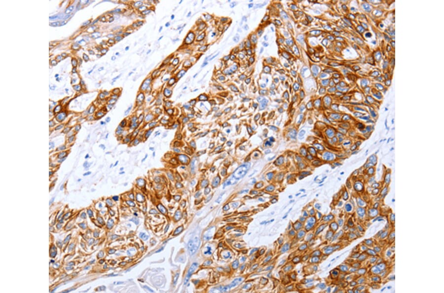 Anti-GRPR Antibody from Bioworld Technology (BS7454) - Antibodies.com