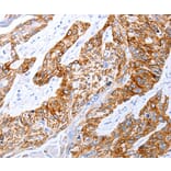 Anti-GRPR Antibody from Bioworld Technology (BS7454) - Antibodies.com