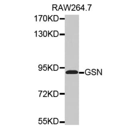 Anti-GSN Antibody from Bioworld Technology (BS7456) - Antibodies.com