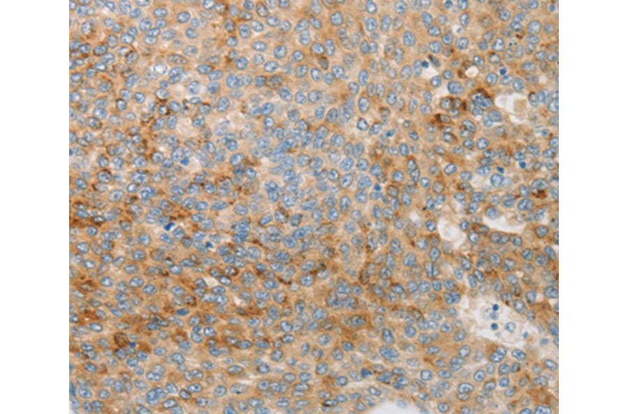 Anti-IGFBP1 Antibody from Bioworld Technology (BS7465) - Antibodies.com