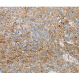 Anti-IGFBP1 Antibody from Bioworld Technology (BS7465) - Antibodies.com