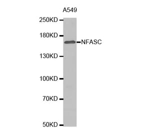 Anti-NFASC Antibody from Bioworld Technology (BS7478) - Antibodies.com