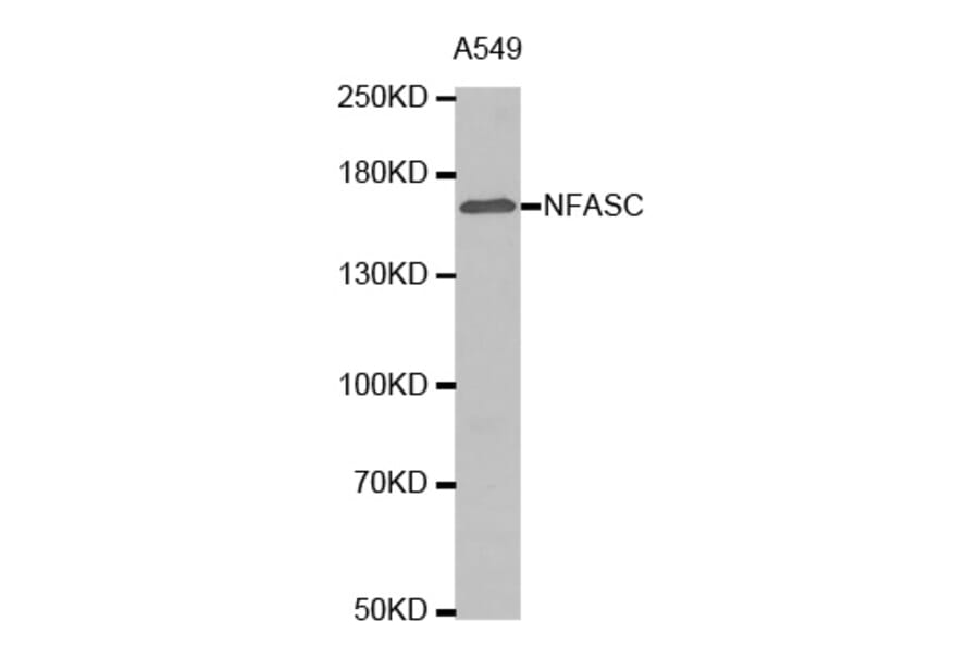 Anti-NFASC Antibody from Bioworld Technology (BS7478) - Antibodies.com