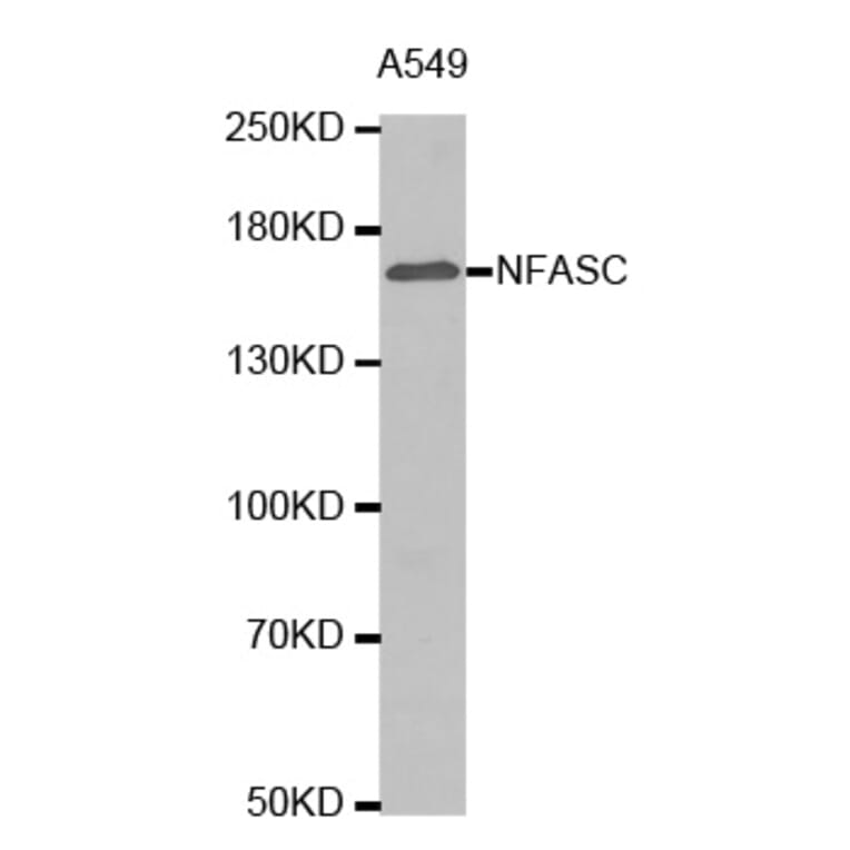 Anti-NFASC Antibody from Bioworld Technology (BS7478) - Antibodies.com